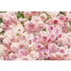 Фотообои бумажные Komar Rosa 8-937 3,68х2,54 м