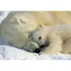 Фотообои бумажные Komar Polar Bears NG 1-605 1,84x1,27 м