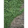Фотообои бумажные Komar Ivy 4-324 1,84х2,54 м