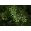 Сосна Triumph Санкт-Петербург 215 см 73539, изображение 2