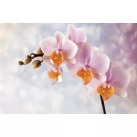 Фотообои виниловые на флизелиновой основе Decocode Грезы 32-0002-FE 3х2 м