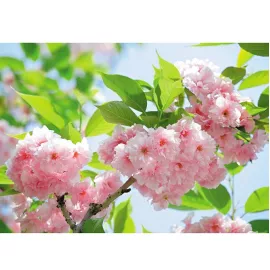 Фотообои виниловые на флизелиновой основе Decocode Яблони в цвету 41-0226-FG 4х2,8 м