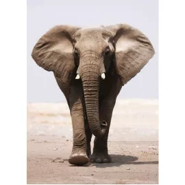 Фотообои виниловые на флизелиновой основе Decocode Слон 21-0211-NE 2х2,8 м
