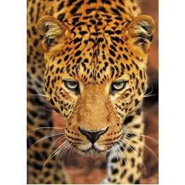 Фотообои виниловые на флизелиновой основе Decocode Хищник 21-0232-NY 2х2,8 м