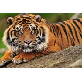 Фотообои виниловые на флизелиновой основе Decocode Взгляд хищника 13-0310-NG 2,5х1,3 м