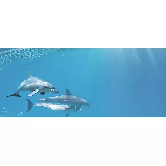 Porto Dolphins 1 centro Декор 25x60