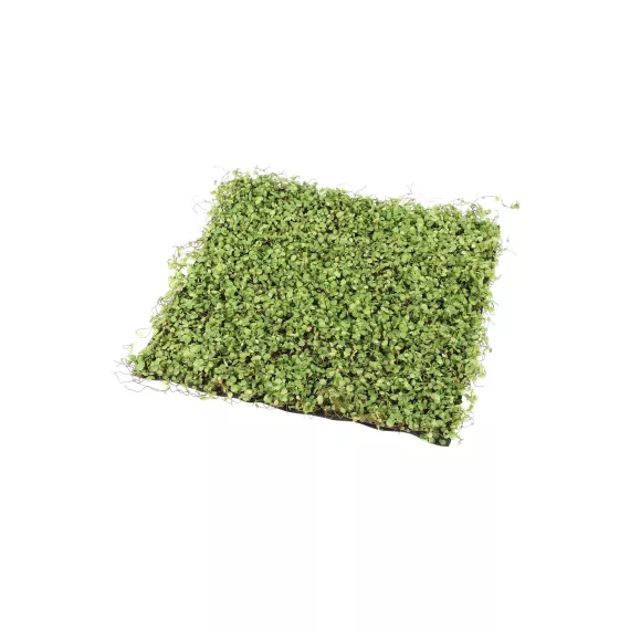 Декоративная панель Greengo 50х50 см, ряска 5200609, изображение 2