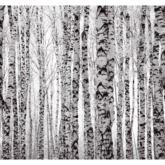 Фотообои виниловые на флизелиновой основе Decocode Белые березы 31-0414-PB 3х2,8 м