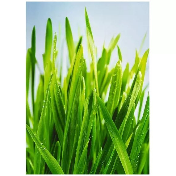 Фотообои виниловые на флизелиновой основе Decocode Утренняя роса 21-0175-PG 2х2,8 м